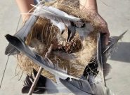 AVECINAS profesores Nebrija