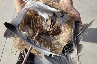 AVECINAS profesores Nebrija